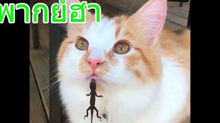 รวมมิตรหมาแมว พูดได้!! โคตรเด็ด พากย์ฮา 2 funny cats and dog compilation