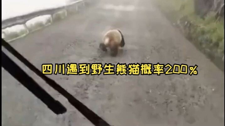Peluang bertemu panda liar di Sichuan mencapai 200%