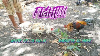 PERUVIAN NAVAJERO GILMORE VS WHITE KELSO BULIK SPAR!!    JRP BACKYARD