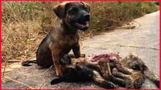 Little Dog Praying For Help From A Stranger To Save His Friend In A Traffic Accident. 😭