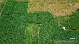 DAAI TV: From Indonesia with Love "Areas in East Java" (English Subtitle)