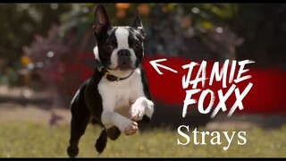 Strays Watch Full Movie - Link In description