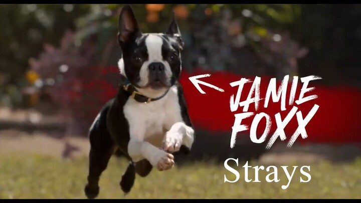 Strays Watch Full Movie - Link In description