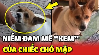 Chiếc chó mập với những màn CHẠY THEO XE KEM để đòi ăn 😂 | Yêu Lu