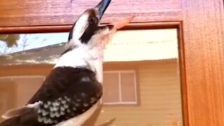 It turns out that the kookaburra you rescued might have been hung by the last person who rescued it.