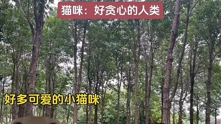 Mèo: Tặng bạn một con là đã rất tốt rồi, còn muốn gì nữa chứ (meme mèo)