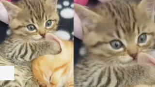 有些猫，天生就是大佬。