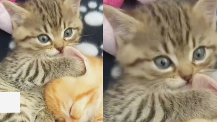 بعض القطط تُخلَقُ لتكون سادةً بطبعها.