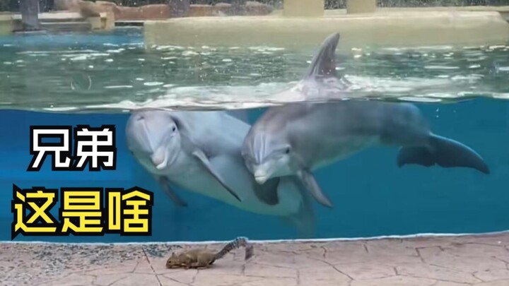 那些欢乐的动物视频！