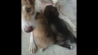 Chó con mới đẻ sủa, kêu mẹ. Cún con dễ thương, đáng yêu. Cute puppy dogs videos. Babydog. Funny dog