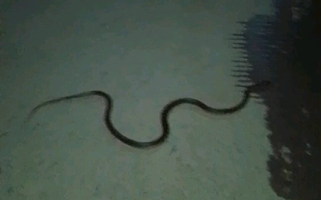 Stepped on a snake while walking at night