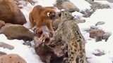 Doggo vs Snow Leopard!!