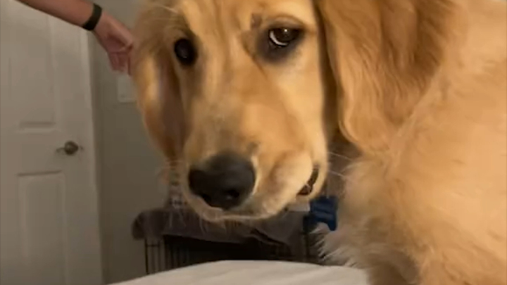 The sassy pup refuses to go back to its crate and just lies on the bed, not moving a muscle. Dog: “B