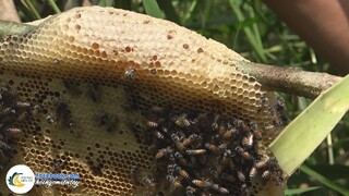 Dùng "Máy Cắt Cỏ" Bắt Ong Ruồi Giữa Mùa Khô | Hội Ngộ Miền Tây - Tập 334