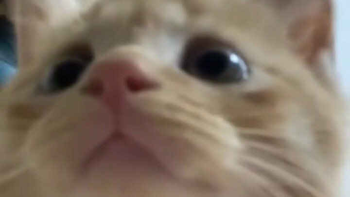 Cat: Let me see what’s going on.