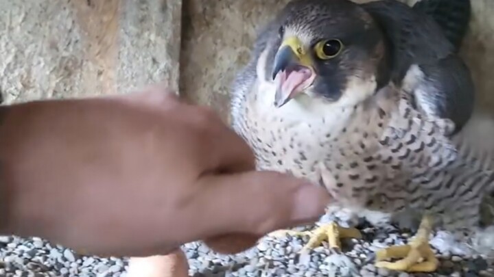 A cuckoo secretly steals an egg right under the falcon mother’s nose; she raises the alarm, then acc