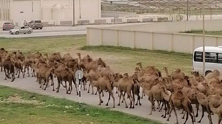 Camel  🐫 in Oman 🇴🇲
