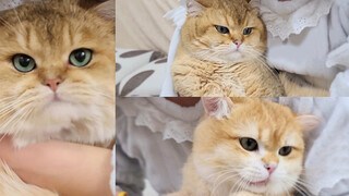 My three Felinae cats are scared of nail trimming