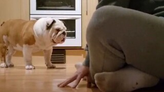 主人和狗狗比赛吃鸡块，简直是欺狗太甚啊~