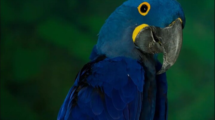 Xem video mà vẫn ôm cả chiếc Audi trên tay.