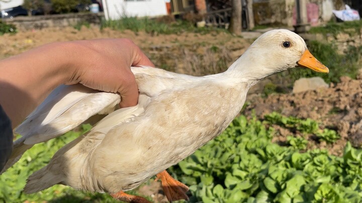 Bebek Coorky main sampai penuh lumpur, bahkan menyeret adiknya masuk ke selokan bau