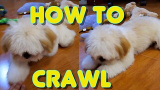 Cute Shih tzu Puppy Finally Learns How to Crawl the Hard Way