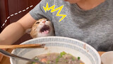 Cara Kucing Berprinsip Minta Makan