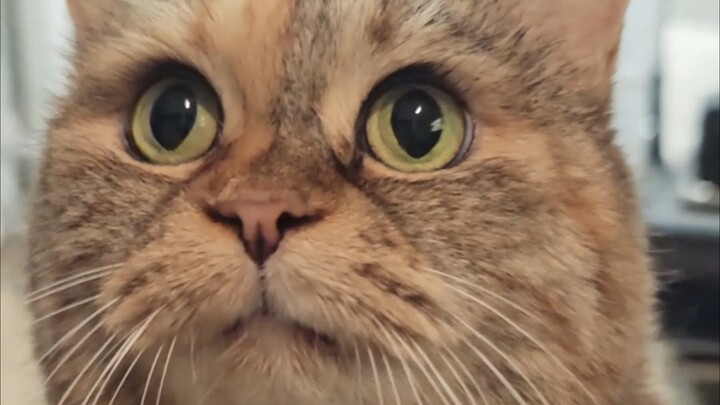 Mom, feeding the cat can’t be put off.