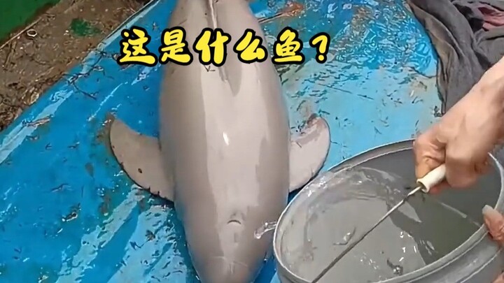 江豚：长江街溜子