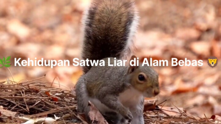 🌿 Kehidupan Satwa Liar di Alam Bebas 🦁