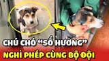 Chú chó SỐ HƯỞNG được đi theo chú Bộ Đội về quê NGHỈ PHÉP 😂 | Yêu Lu