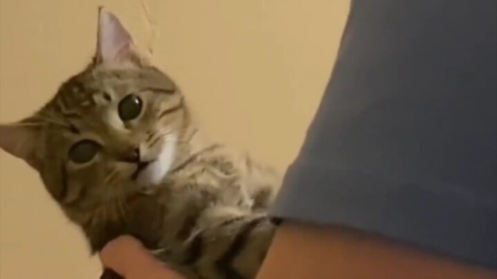 Cat: Just kill me already