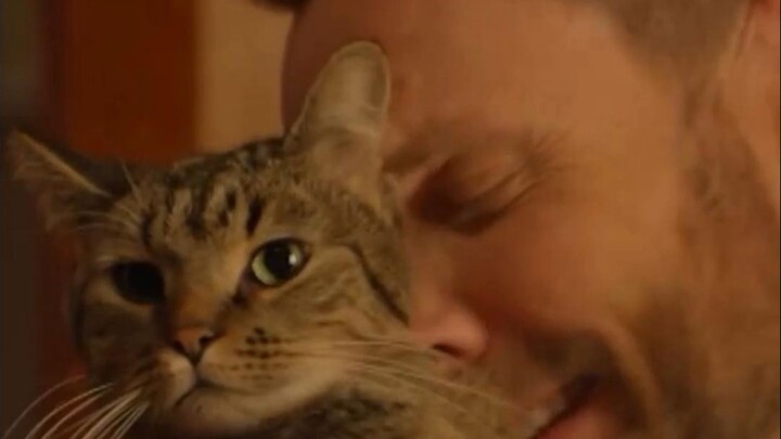 Khi bạn nuôi mèo