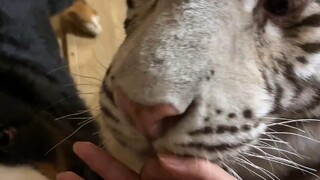 Tantangan baru-baru ini tidak memperlakukan jutaan orang sebagai harimau, juga tidak memperlakukan s