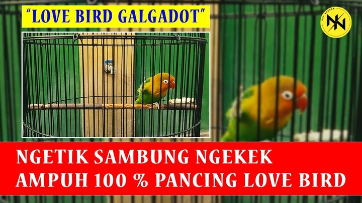 Pancing lovebird pakai ini dijamin 100 % GACOR !!!