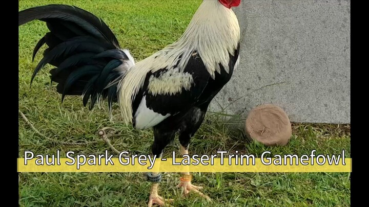 Paul Spark Grey - LaserTrim Gamefowl