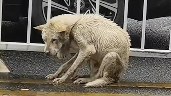 “The dog doesn’t understand why everyone calls it a stray…”