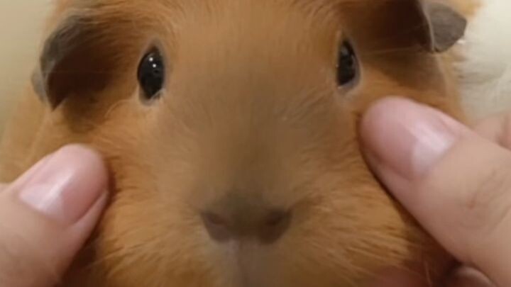 không phải chuột hamster nhưng em vẫn cutiii