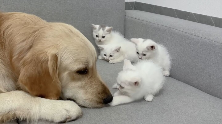 Induk kucing menunjukkan kepada anak-anak kucing yang ketakutan bahwa si anjing golden retriever itu