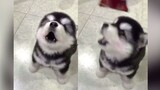 [Satwa] [Dog Person] Husky: titisan naga, rasakan hembusan api saat marah