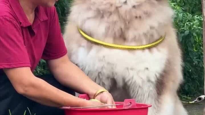 Successfully caught the puppy’s attention…
