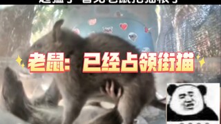 街猫起猛了看见老鼠在猫粮盆里跳舞