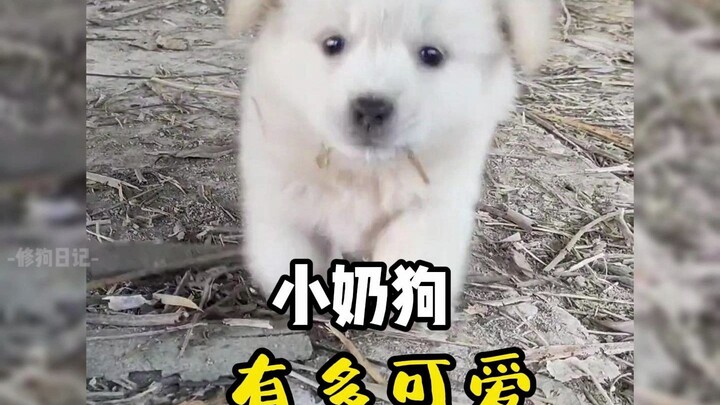 "Cuteness alert: so many cute puppies are coming!"