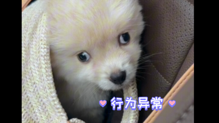 小智障到家满一个月啦，挑食、嗜睡、行为异常，可太让人操心了