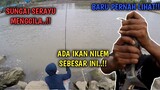 GILA..!! SUNGAI SERAYU LAGI GANAS BROO!!