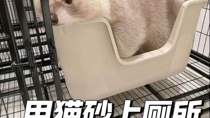 The cutest raccoon around! Yuanbao goes to the bathroom in a designated spot and comes running whene