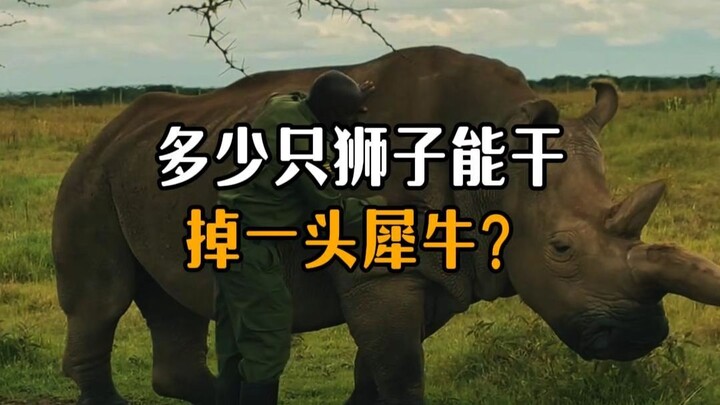 How many lions does it take to take down a rhino?