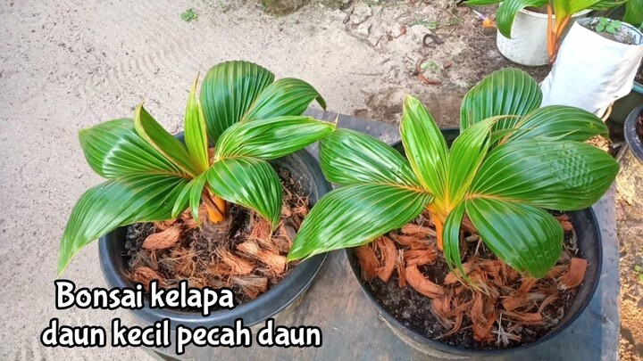 CARA MEMBUAT DAUN BONSAI KELAPA KECIL DAN CEPAT PECAH DAUN
