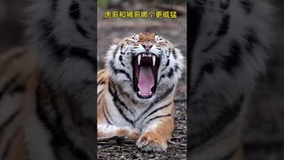 #lions #catsanctuary #catsoftiktok #shorts #tiger