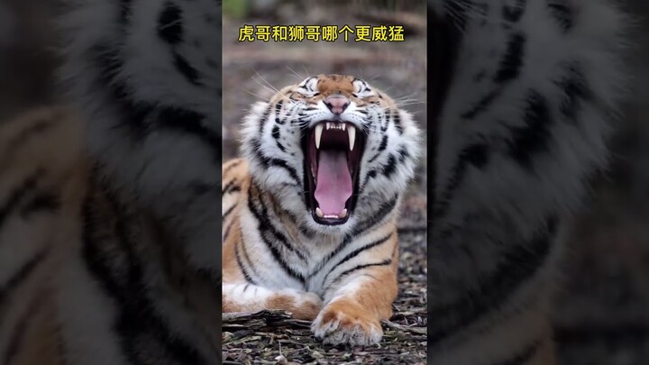 #lions #catsanctuary #catsoftiktok #shorts #tiger